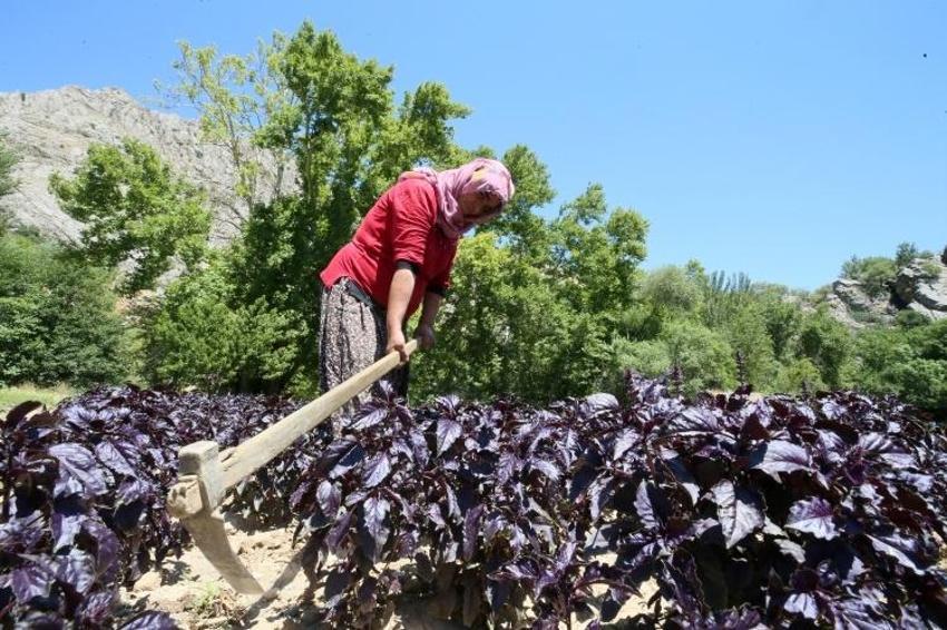 Japonlar tanıyınca Malatya'ya akın etti! Yılda 4 kez hasat var: Kilosu 30 liraya garanti satılıyor!