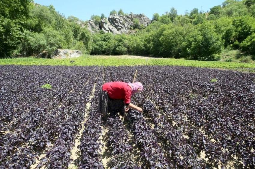 Japonlar tanıyınca Malatya'ya akın etti! Yılda 4 kez hasat var: Kilosu 30 liraya garanti satılıyor!