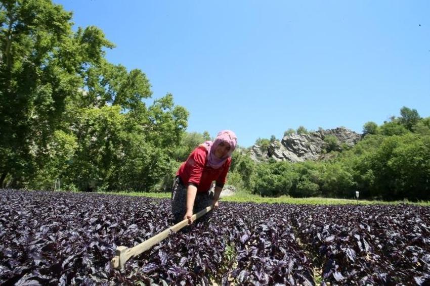 Japonlar tanıyınca Malatya'ya akın etti! Yılda 4 kez hasat var: Kilosu 30 liraya garanti satılıyor!