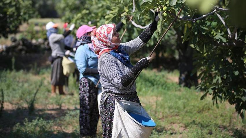 Aydın'da hasat kaliteli ürünle başladı! Sıcaklara yakalanmamak için çalışma saatlerini değiştirdiler