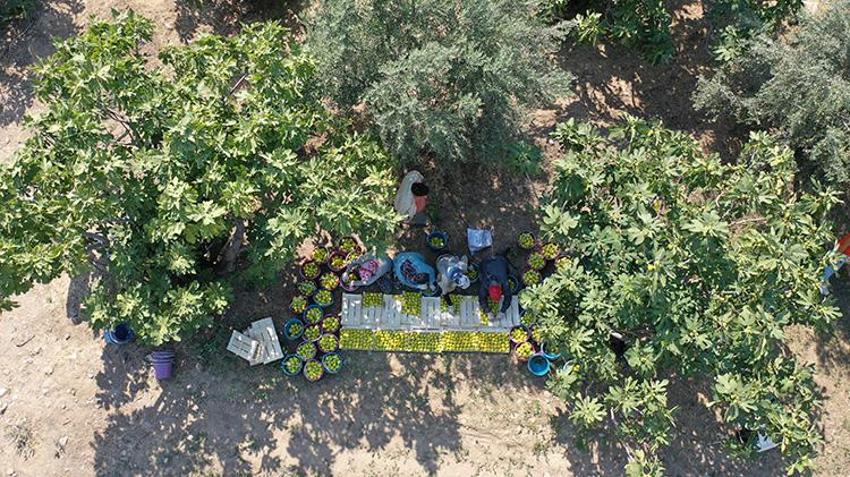 Aydın'da hasat kaliteli ürünle başladı! Sıcaklara yakalanmamak için çalışma saatlerini değiştirdiler