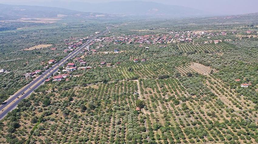 Aydın'da hasat kaliteli ürünle başladı! Sıcaklara yakalanmamak için çalışma saatlerini değiştirdiler