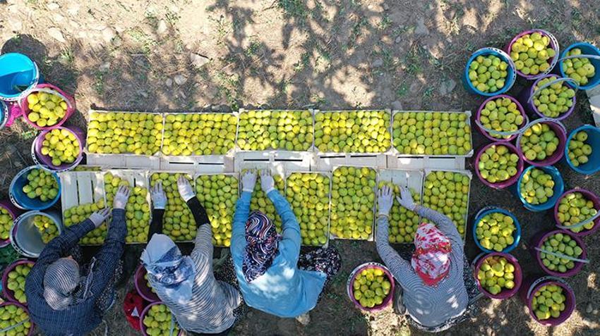 Aydın'da hasat kaliteli ürünle başladı! Sıcaklara yakalanmamak için çalışma saatlerini değiştirdiler