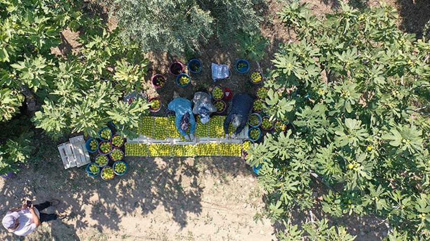 Aydın'da hasat kaliteli ürünle başladı! Sıcaklara yakalanmamak için çalışma saatlerini değiştirdiler