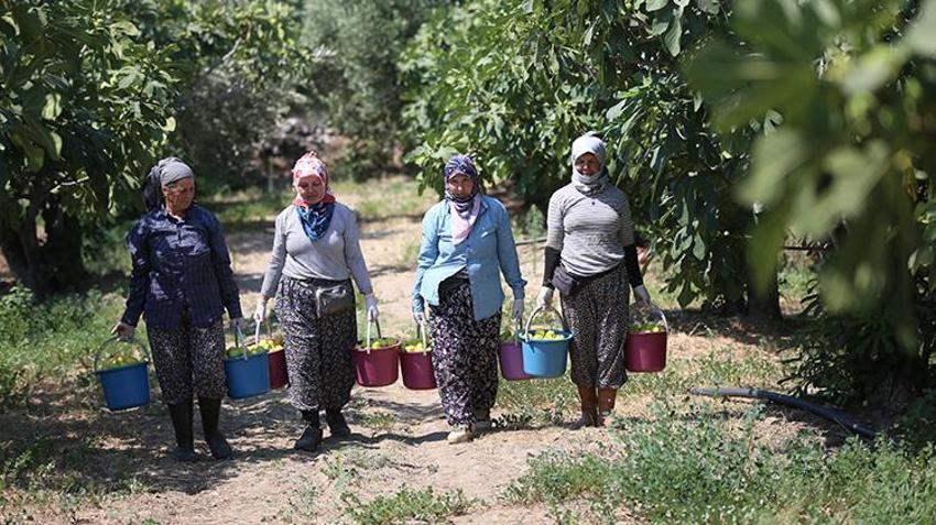 Aydın'da hasat kaliteli ürünle başladı! Sıcaklara yakalanmamak için çalışma saatlerini değiştirdiler