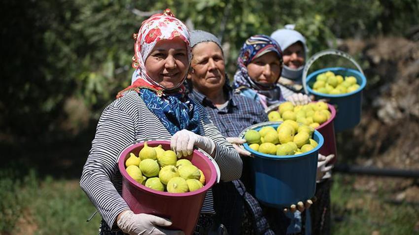 Aydın'da hasat kaliteli ürünle başladı! Sıcaklara yakalanmamak için çalışma saatlerini değiştirdiler