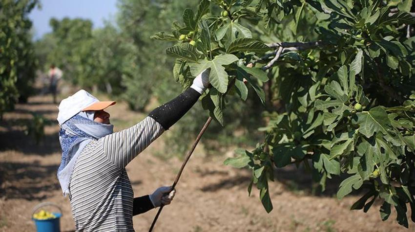 Aydın'da hasat kaliteli ürünle başladı! Sıcaklara yakalanmamak için çalışma saatlerini değiştirdiler