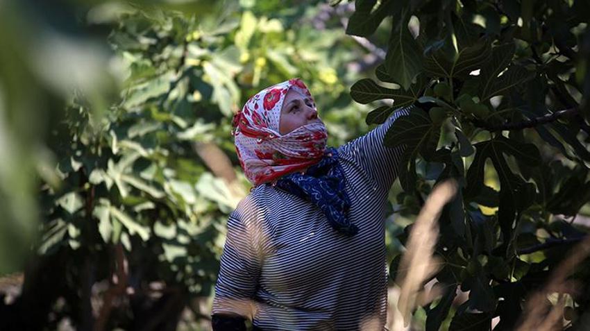 Aydın'da hasat kaliteli ürünle başladı! Sıcaklara yakalanmamak için çalışma saatlerini değiştirdiler
