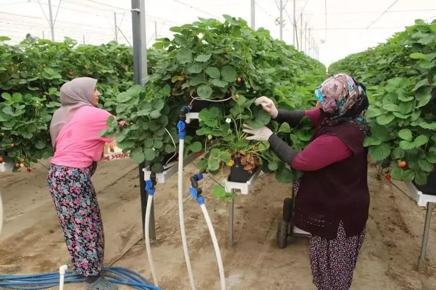 20 yaşında 100 milyon lira yatırım yaptı! Tarımı teknolojiyle buluşturdu: 28 dönüm üretime ulaştı