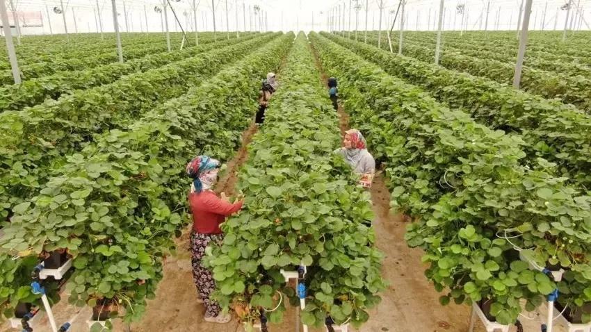 20 yaşında 100 milyon lira yatırım yaptı! Tarımı teknolojiyle buluşturdu: 28 dönüm üretime ulaştı