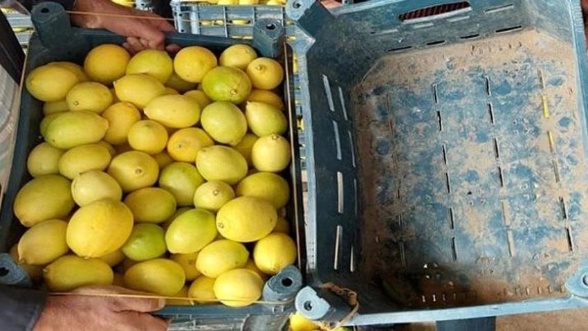 Eskişehir'de limonun kilosu Türkiye'yi geçti! Semt pazarında satan 3 kişiyi geçmiyor