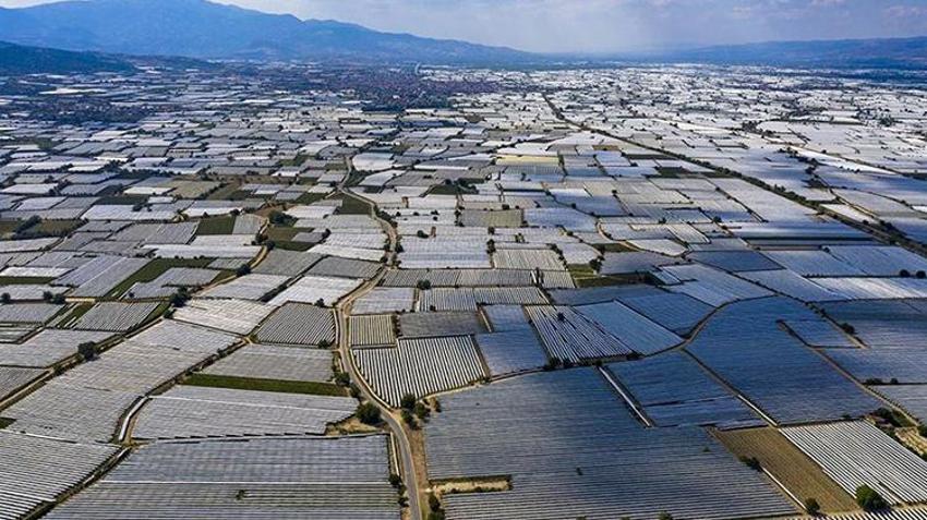 Manisa'da Sarıgöl Ovası beyaz gelinliği giydi! Dünyaca ünlü ürün böyle korunuyor