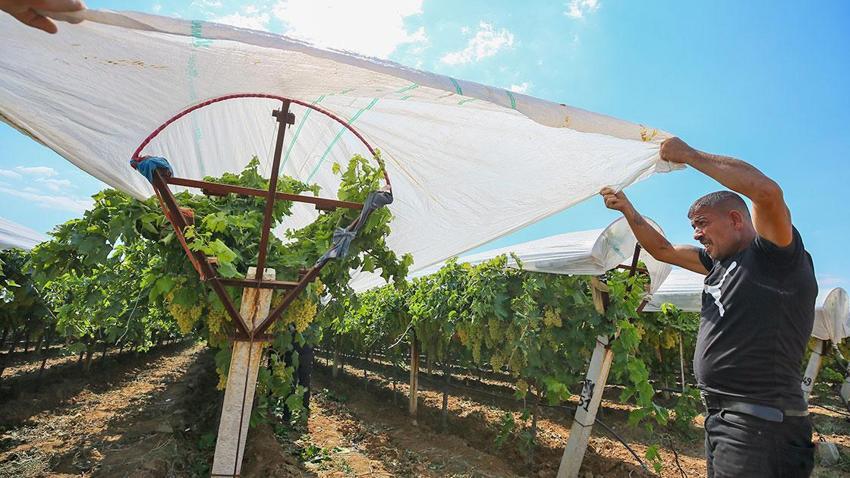 Manisa'da Sarıgöl Ovası beyaz gelinliği giydi! Dünyaca ünlü ürün böyle korunuyor