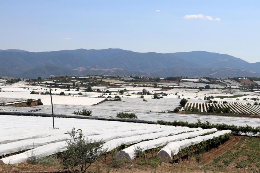 Manisa'da Sarıgöl Ovası beyaz gelinliği giydi! Dünyaca ünlü ürün böyle korunuyor