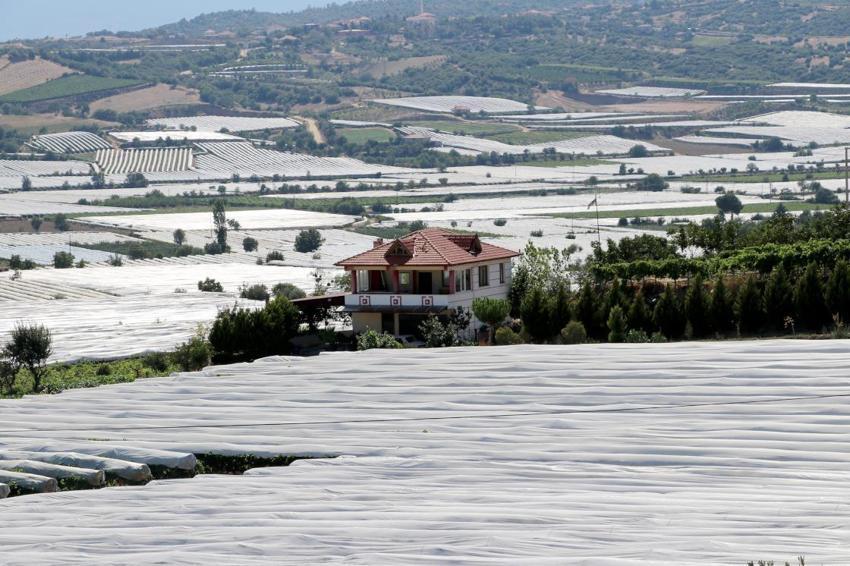 Manisa'da Sarıgöl Ovası beyaz gelinliği giydi! Dünyaca ünlü ürün böyle korunuyor