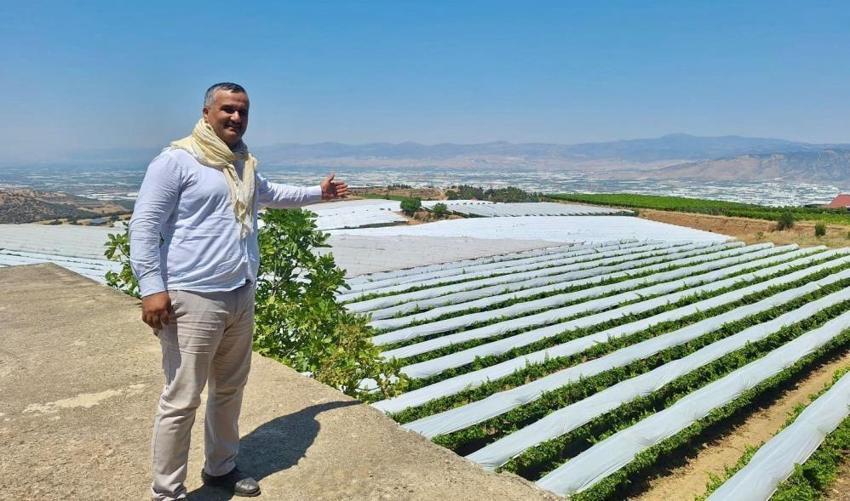 Manisa'da Sarıgöl Ovası beyaz gelinliği giydi! Dünyaca ünlü ürün böyle korunuyor