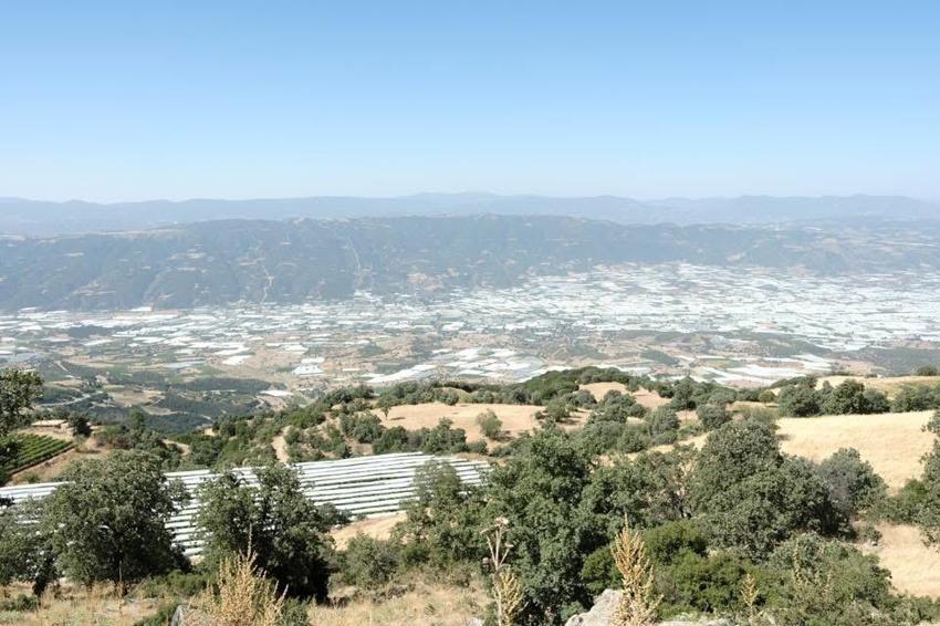 Manisa'da Sarıgöl Ovası beyaz gelinliği giydi! Dünyaca ünlü ürün böyle korunuyor