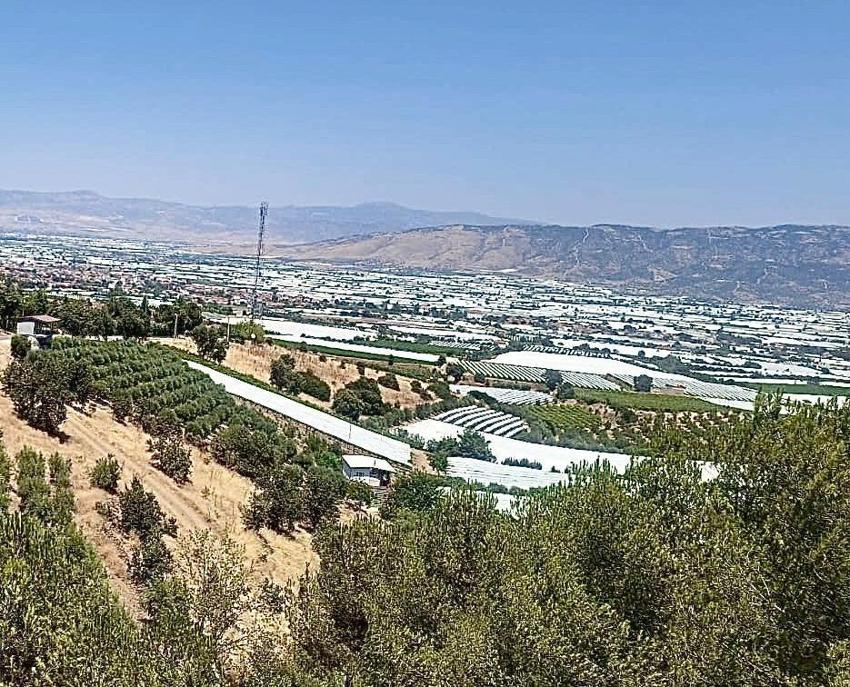 Manisa'da Sarıgöl Ovası beyaz gelinliği giydi! Dünyaca ünlü ürün böyle korunuyor