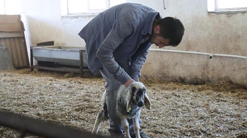 Genç girişimci Erzincan'a döndü, devlet desteğini aldı! Şimdi her yıl tonlarca ürün hasat edip satıyor