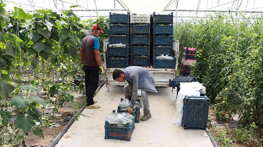 Genç girişimci Erzincan'a döndü, devlet desteğini aldı! Şimdi her yıl tonlarca ürün hasat edip satıyor