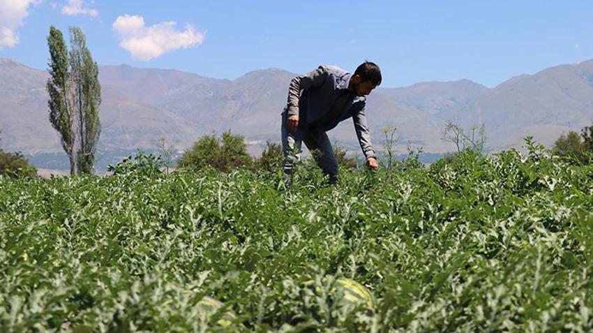 Genç girişimci Erzincan'a döndü, devlet desteğini aldı! Şimdi her yıl tonlarca ürün hasat edip satıyor