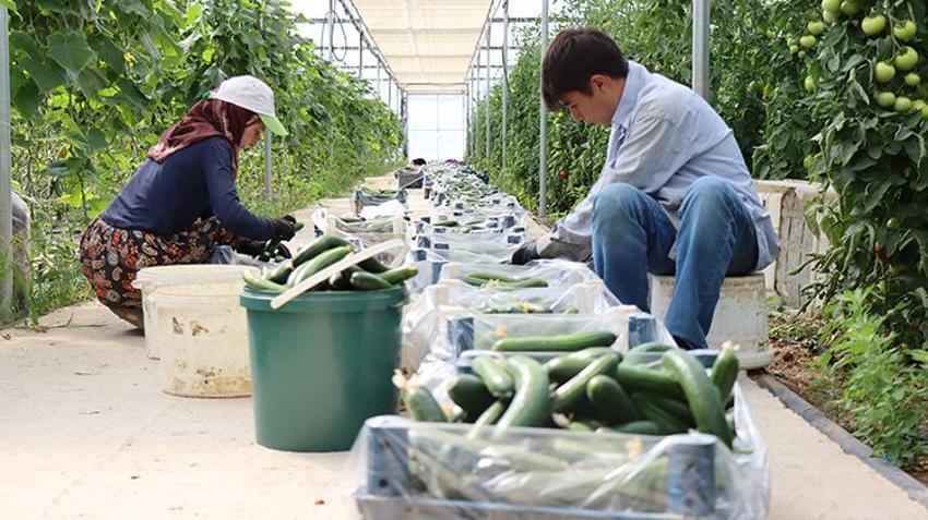 Genç girişimci Erzincan'a döndü, devlet desteğini aldı! Şimdi her yıl tonlarca ürün hasat edip satıyor