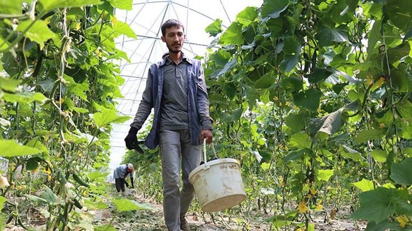 Genç girişimci Erzincan'a döndü, devlet desteğini aldı! Şimdi her yıl tonlarca ürün hasat edip satıyor