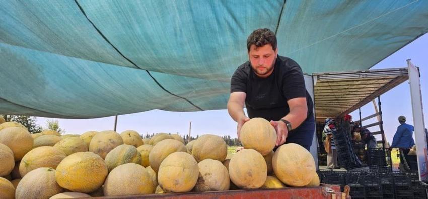Hasat sonrası ilk kez oldu: Samsun'da fiyatı ikiye katlandı, artış devam ediyor