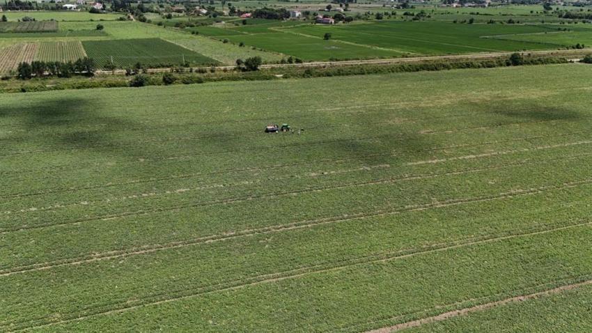Hasat sonrası ilk kez oldu: Samsun'da fiyatı ikiye katlandı, artış devam ediyor