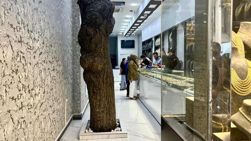 Van'daki kuyumcuda altın değerinde ağaç! Özel bölmeyle koruma altına alındı