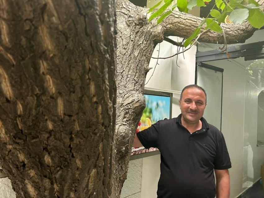 Van'daki kuyumcuda altın değerinde ağaç! Özel bölmeyle koruma altına alındı