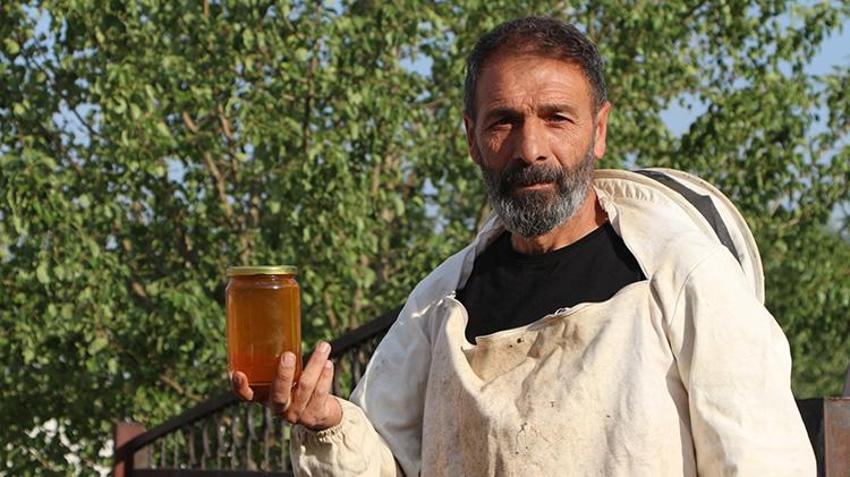 Bingöl'de hasat başladı! Rekor verim bekleniyor: Bu yıl tam iki bin ton çıkacak!