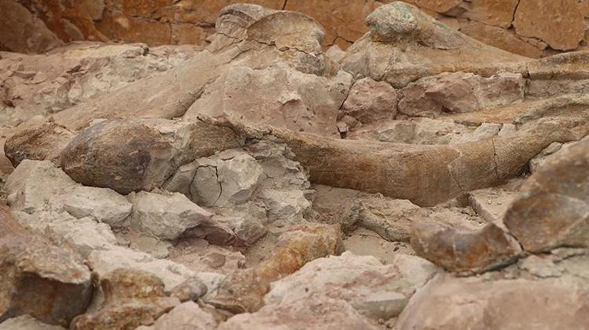 Çankırı'nın tarihini değiştiren keşif! Filler, gergedanlar ve zürafalar; Tam 9 milyon yıl