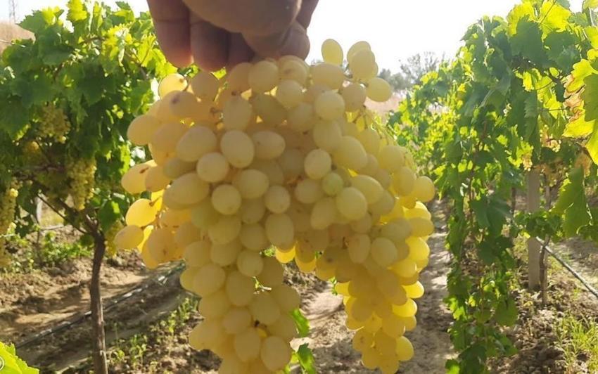 Manisa'dan Türkiye'ye yola çıktı: Kilosuna 50 lira veren var!