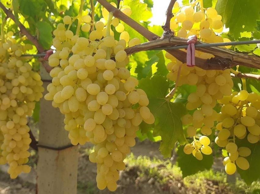 Manisa'dan Türkiye'ye yola çıktı: Kilosuna 50 lira veren var!