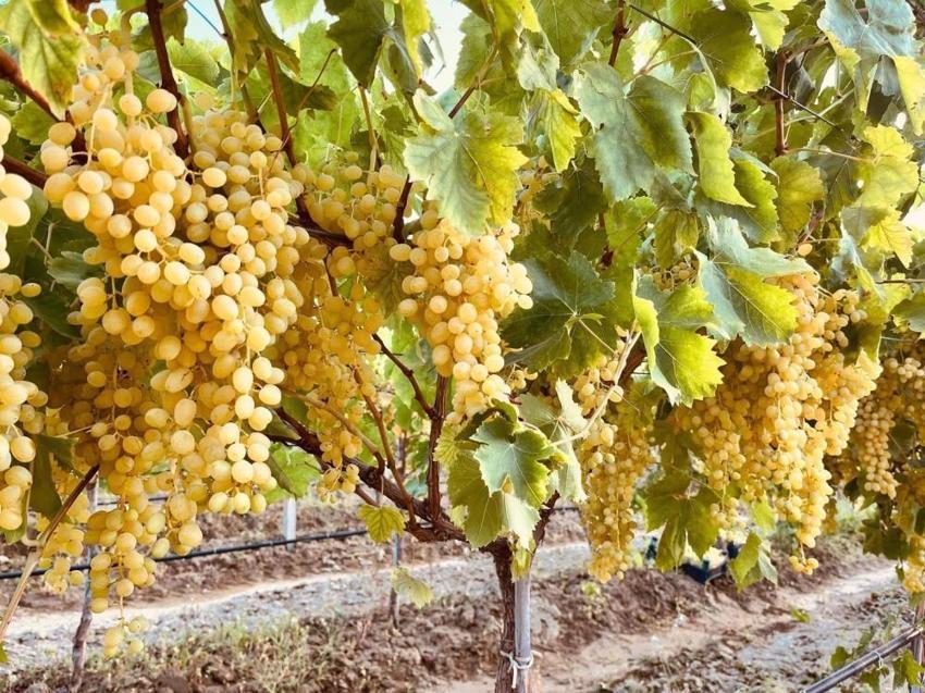 Manisa'dan Türkiye'ye yola çıktı: Kilosuna 50 lira veren var!
