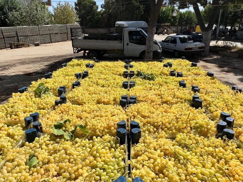 Manisa'dan Türkiye'ye yola çıktı: Kilosuna 50 lira veren var!