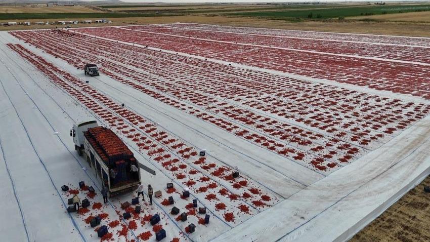 Avrupa'nın mezesi Diyarbakır'da üretiliyor! 2 bin dönüm ürün yetmedi: İhracatı başladı