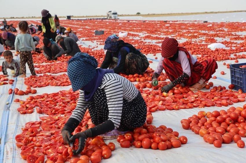 Avrupa'nın mezesi Diyarbakır'da üretiliyor! 2 bin dönüm ürün yetmedi: İhracatı başladı