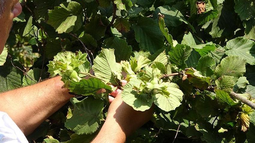 Rizeli üreticinin inadına iklim bile dayanamadı! Çaydan vazgeçti, kivi olmadı, son denemesi tuttu, ihracat yapacak
