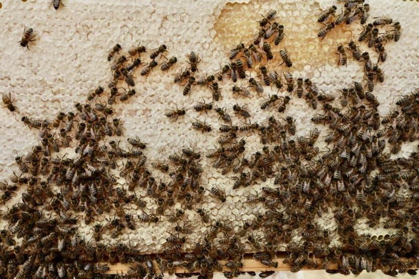 Ağrı'da bal üretimine kadın eli değdi! 60 yaşında ama bir günde yaptığı işleri duyan yoruluyor