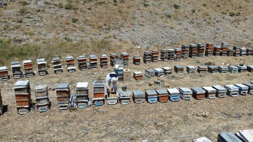 Pervari mi Anzer mi derken en iyi bal Maraş'tan çıktı! 22 bin ton üretildi
