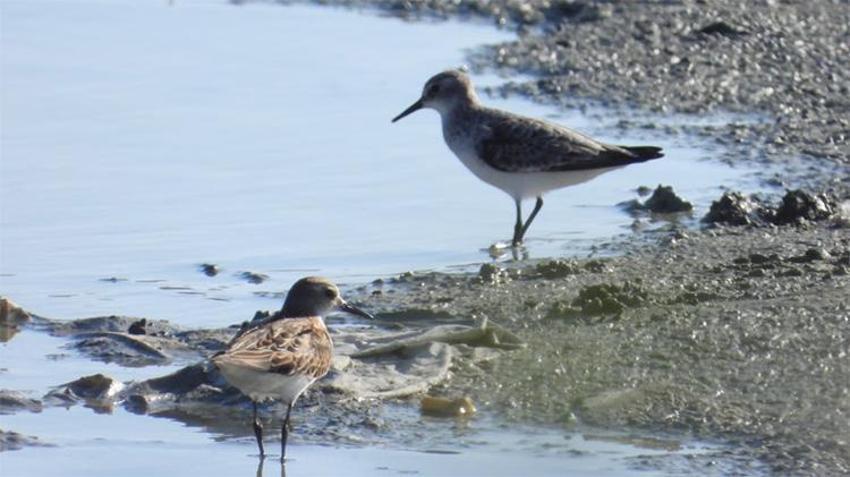 Göçmen kuşların son sığınağıydı: Yeniden canlandı, yüz binlercesi geri döndü!
