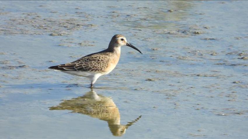 Göçmen kuşların son sığınağıydı: Yeniden canlandı, yüz binlercesi geri döndü!