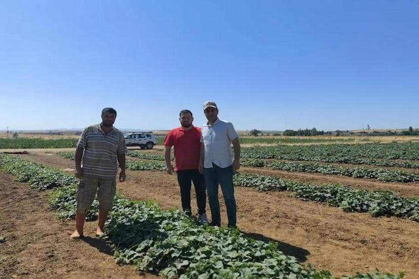 Mahallede ilk o ekti, herkesin gelir kapısı oldu! Konya'da artık bu ürün konuşuluyor