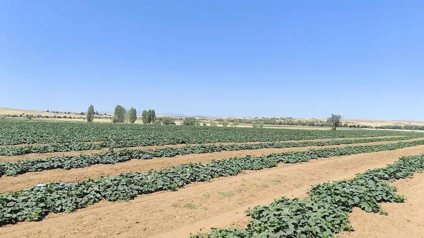 Mahallede ilk o ekti, herkesin gelir kapısı oldu! Konya'da artık bu ürün konuşuluyor