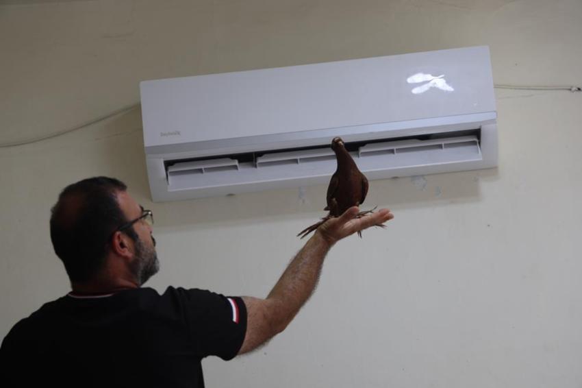 Diyarbakır'da milyonluk güvercinlere 5 yıldızlı hizmet!