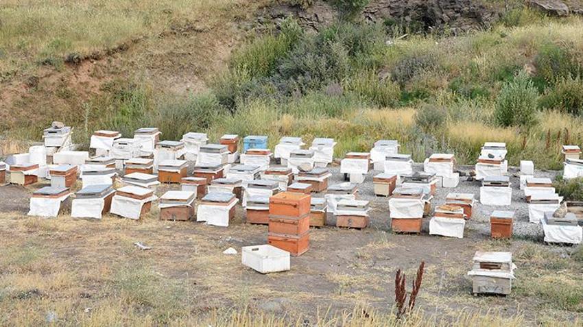 Bitlis'te hasat iki kat bereketli başladı! 150 kovandan rekor bal üretimi