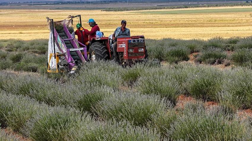 Konya'da belediye destek verdi, çiftçi çorak araziyi bereketlendirdi! Şimdi litresini 2 bin 500 liraya satıyor