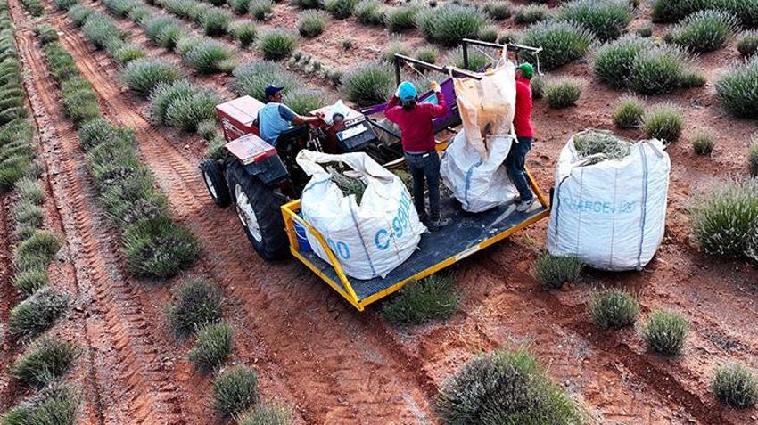 Konya'da belediye destek verdi, çiftçi çorak araziyi bereketlendirdi! Şimdi litresini 2 bin 500 liraya satıyor